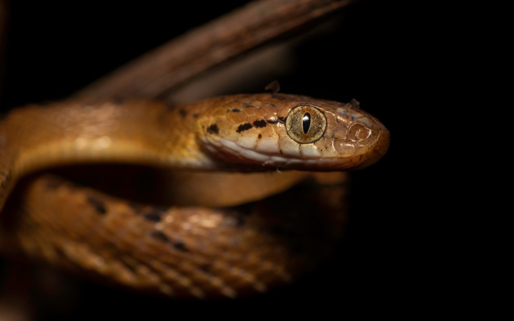 Ceylon Cat Snake